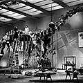 L'Impossible Monsieur Bébé, d'Howard Hawks (1938): un paléontologue est pris en otage