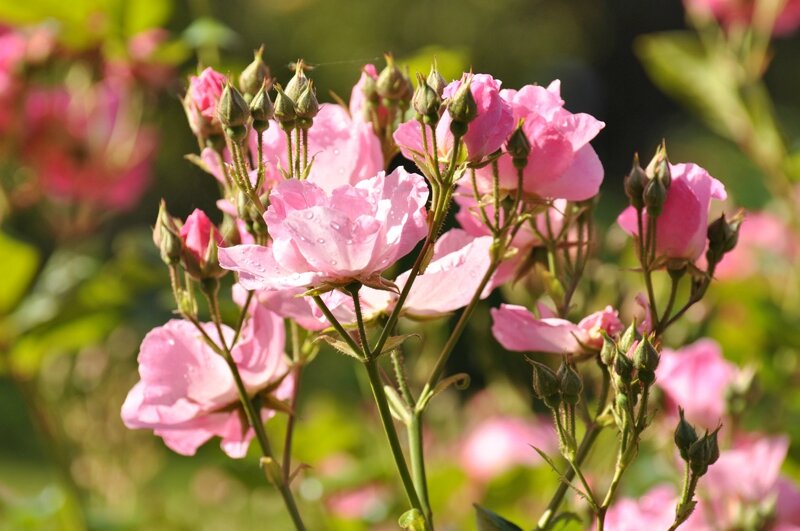 rosa lyric