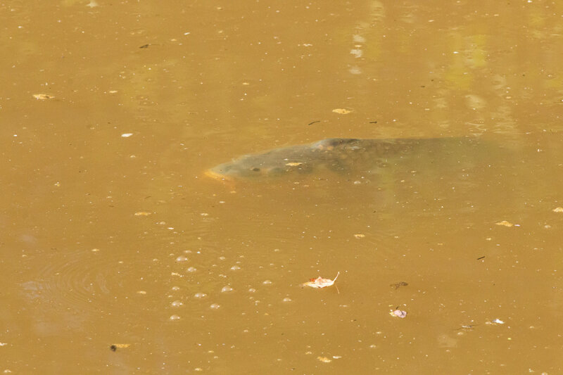 poisson-chat ou carpe?