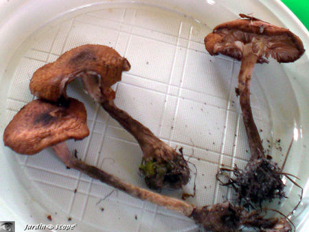 Armillaire bulbeuse • Armillariella bulbosa ou Clitocybes bulbosa