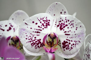 Orchidee_1