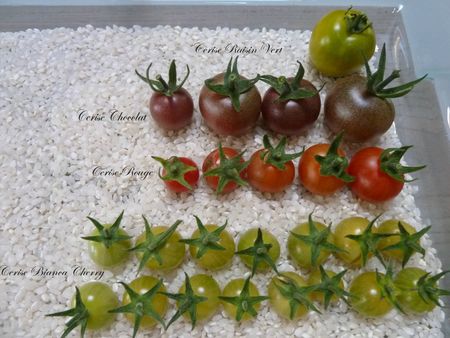 01-tomates cerises(3)