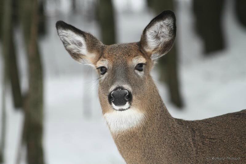 Photo: Richard Thibault (chevreuil.net)