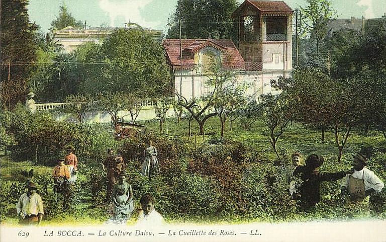 Cueillette des roses