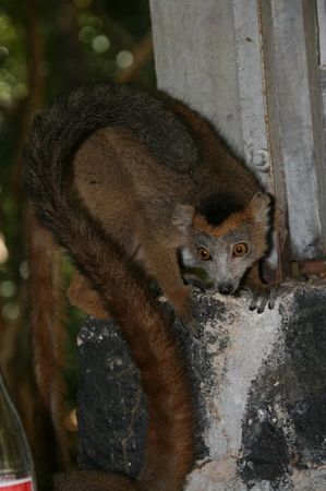 Lemur_Coronatus