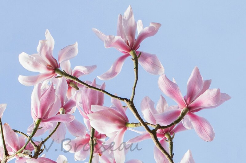 magnolia14-06