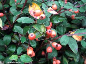 Cotoneaster franchetii 2