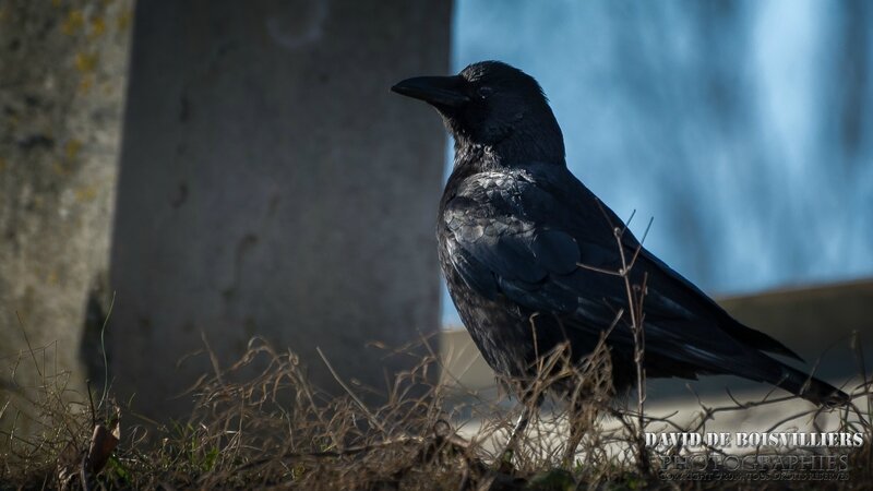 Corneille noire (Corvus corone - Carrion Crow)