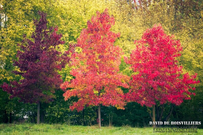2015-10-15_DSC_5893_NIKON D7100_ISO 1000_150 mm_150