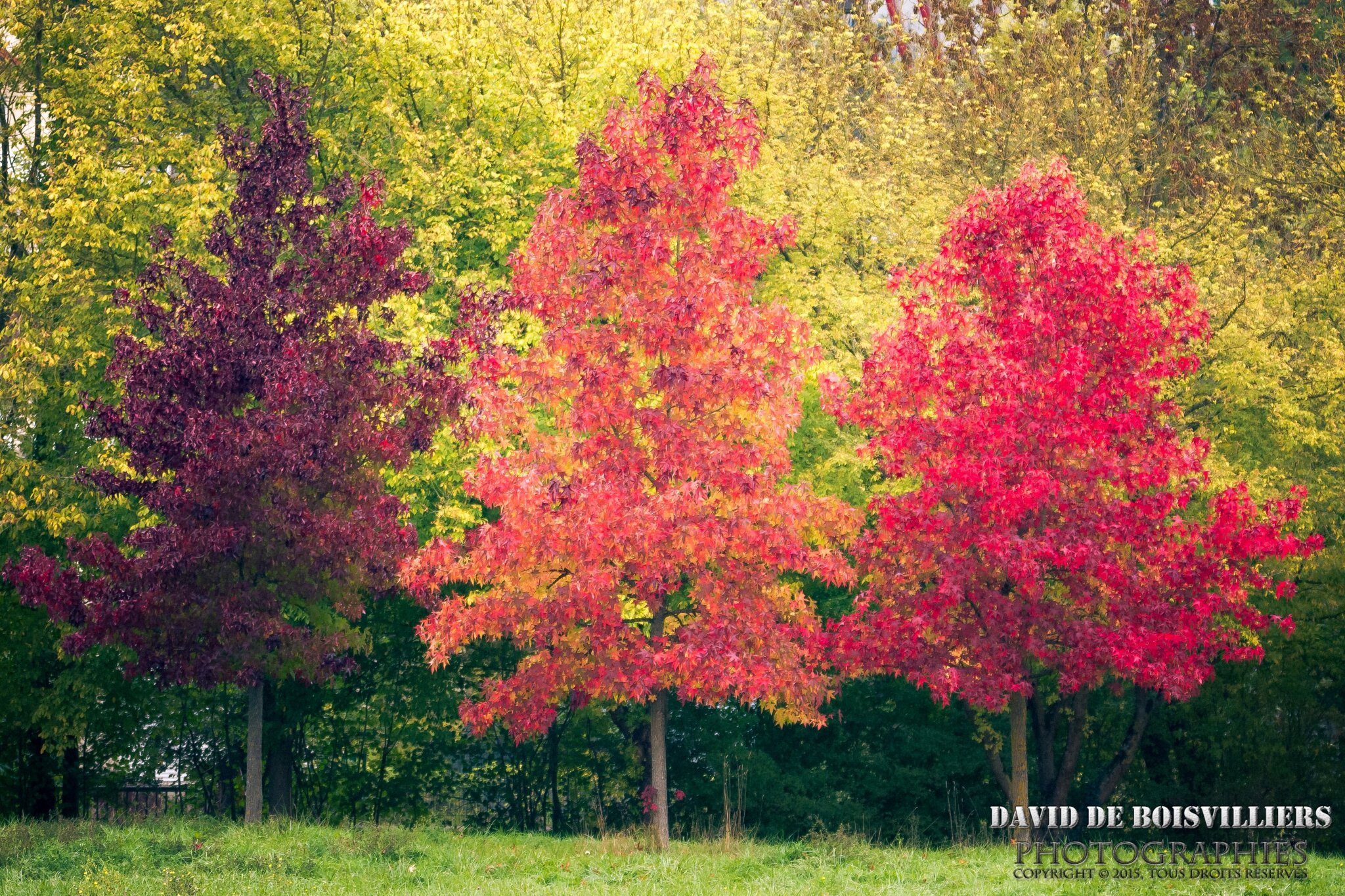 2015-10-15_DSC_5893_NIKON D7100_ISO 1000_150 mm_150