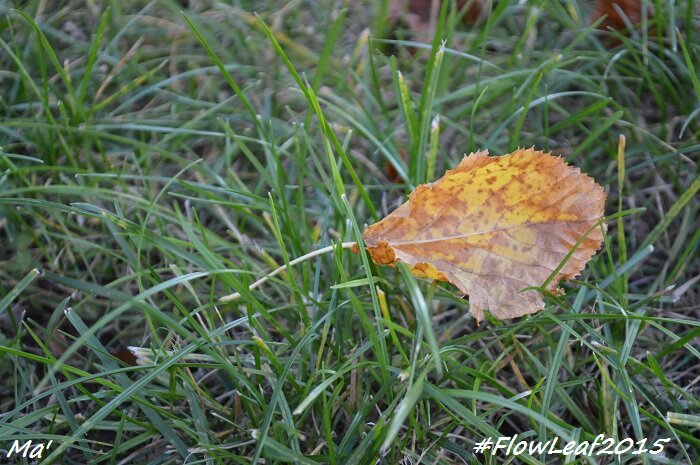 151010_2_FlowLeaf2015