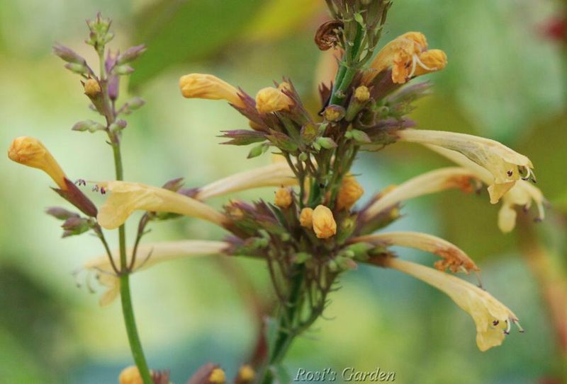 Agastache 'Summer glow' 2