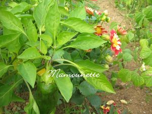 Tchouchouka_aux_poivrons_du_jardin_et_au_curcuma_Roellinger_004