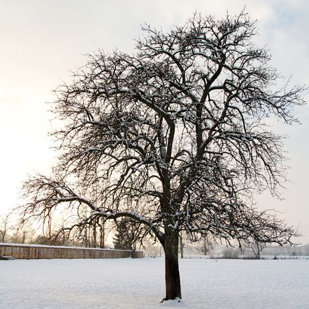 20101220_arbre_neige