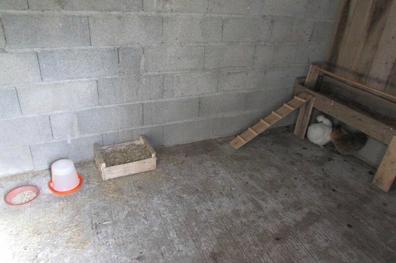 Poules nègre soie arrivées samedi 2