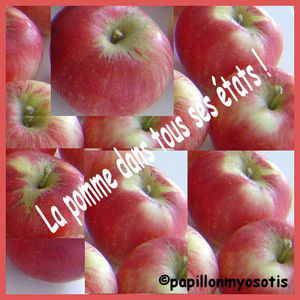 La_pomme_dans_tous_ses_etats