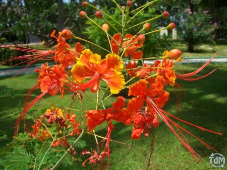 photo_fleurs_oranges_aux_maldives_14_tjcaaujsaeb9uh4