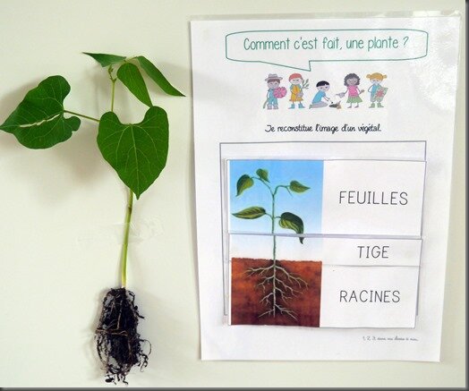 Windows-Live-Writer/Projet-TOUS-AU-JARDIN-_F95C/P1040173_thumb