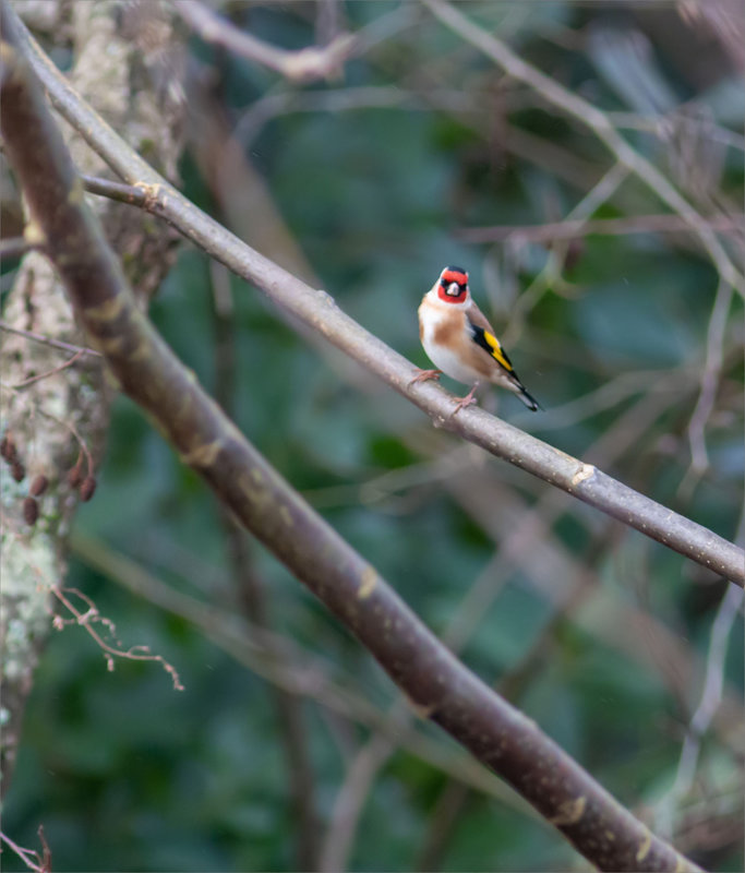 Oiseau Chardonneret 240124 1