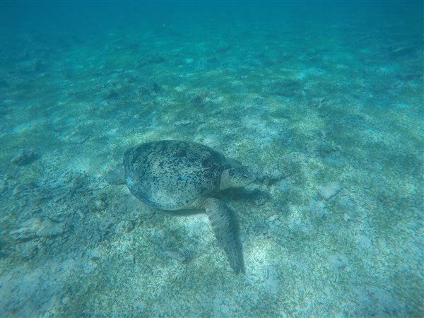 Madagascar Nosy Iranja Tortue Luth qui nage 2
