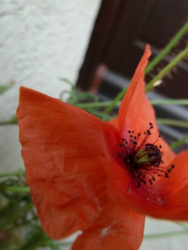 P1160612