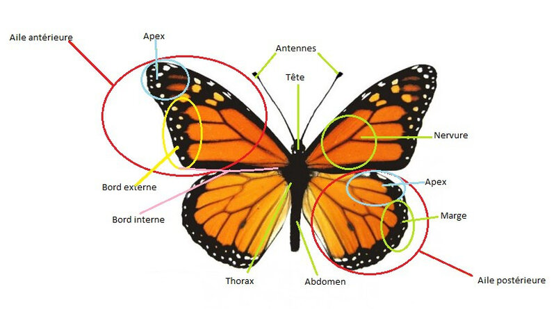 Schéma du corps du papillon