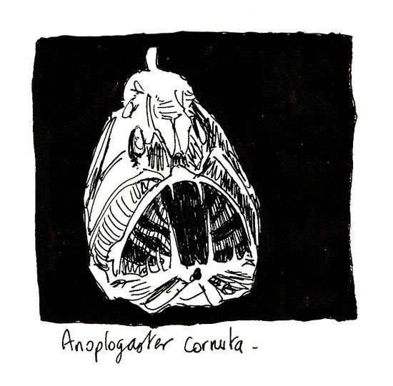 anoplogaster