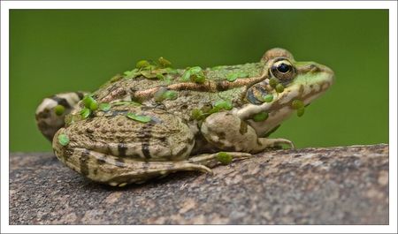Galuchet_grenouille_profil_entiere_130610