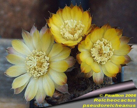 Reicheocactus_pseudoreicheanus_2