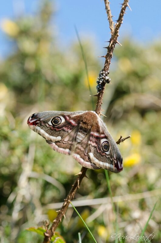 Petit paon de nuit - Saturnia pavonia