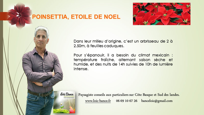 poinsettia-etoile-de-noel-par-loic-bance-paysagiste-conseils-pays-basque-cote-sud-des-landes