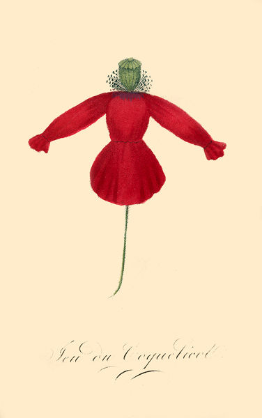 coquelicot__genlis