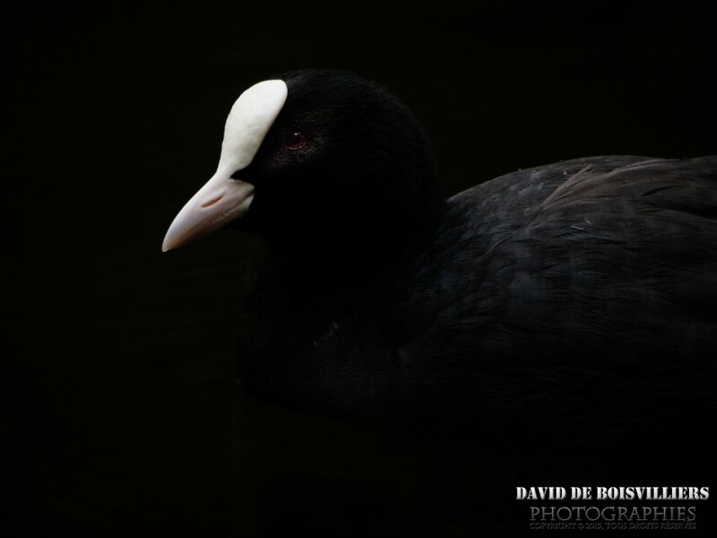 Foulque macroule (Fulica atra)