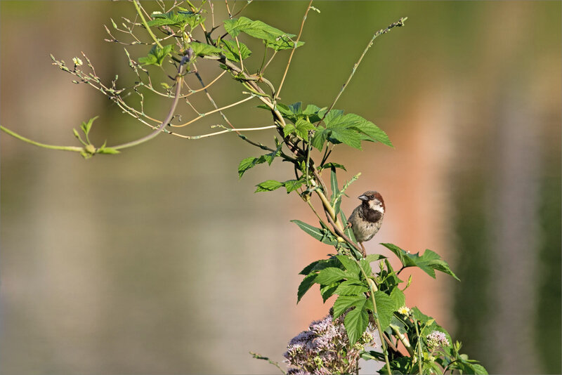 Oiseau moineau plante vrille 080719 2