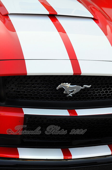 Mustang2015_©TasunkaPhotos_ (2)