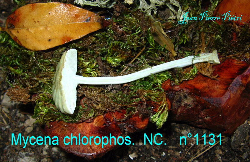 Mycena chlorophos n°1131