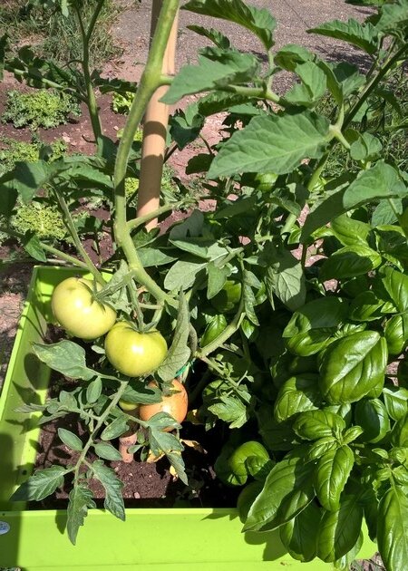 fin juillet 2017 tomates en pot