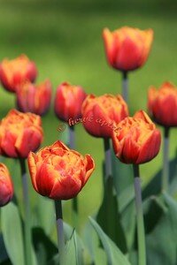IMG_2616copie2