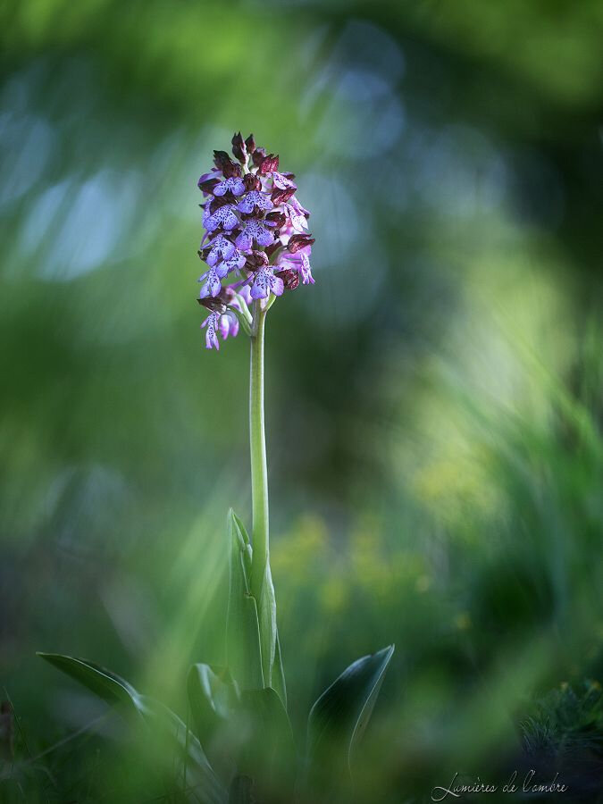 wb_Orchis Val Rosay_20200417_8671