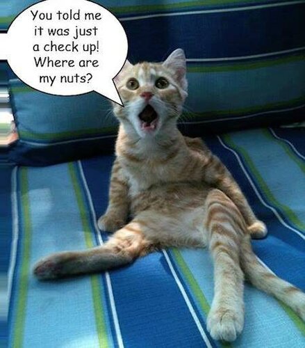 image-marrante-chat-veterinaire-docteur-where-are-my-nuts
