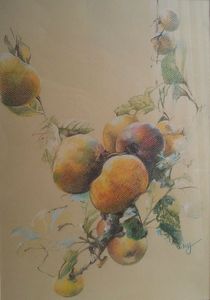 POMMES ANCIENNES 54X45