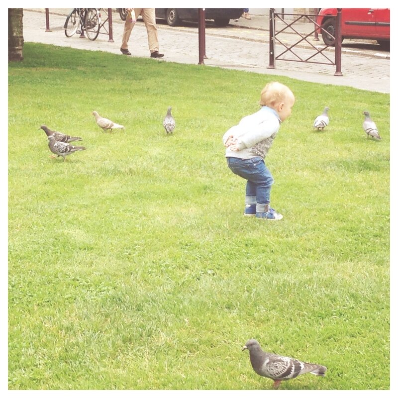 Petits pigeons