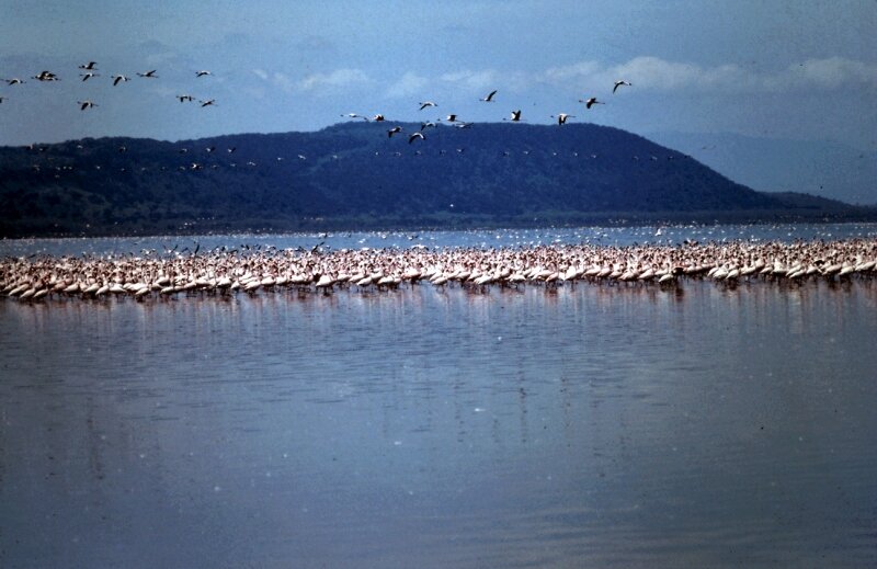 nakuru flamand s
