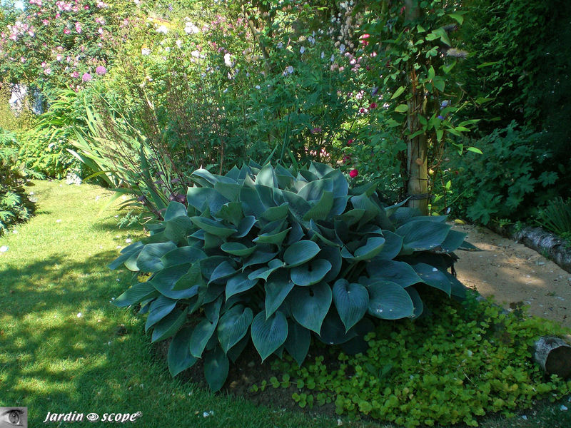 Un hostas aux dimensions impressionnantes