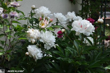 Pivoine-blanche-et-rosier