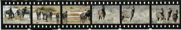 bande de zebres