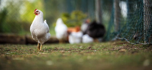 poule_8
