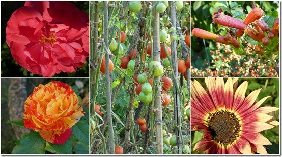 jardin 7 septembre 20232