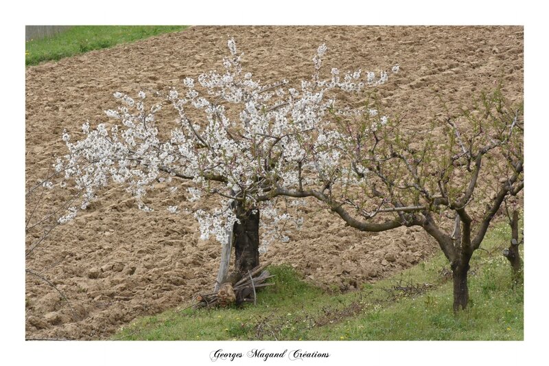 2016-04-08 Cerisiers à Chagnon1