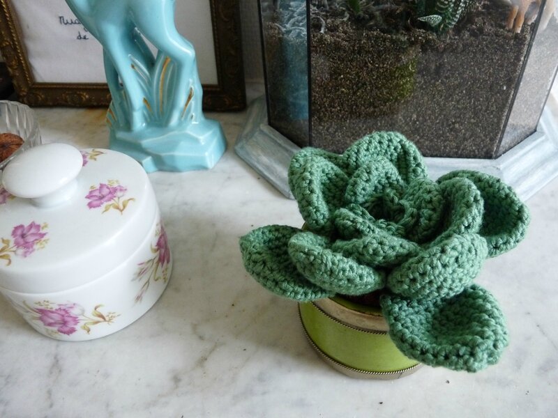 succulente crochet 7